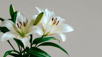 Fototapeta premium Group of pristine white blooming flowers with vibrant green foliage stands against a muted background.