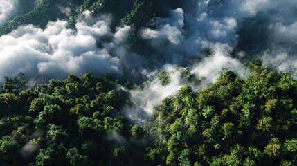 Aerial View of Rainforest Covered in Low Clouds