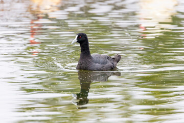 Photograph of a black Australasian Swamphen waterfowl paddling in a freshwater lake while looking for food in regional Australia.