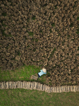 Aerial view of a person with a conical hat amidst a field of drying palm leaves, creating a textured tapestry of browns and greens, Hanoi, Hanoi, Vietnam.