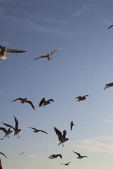 Fototapeta premium flock of seagulls