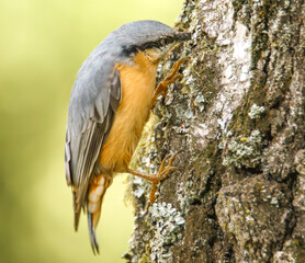 Kleiber am Baumstamm