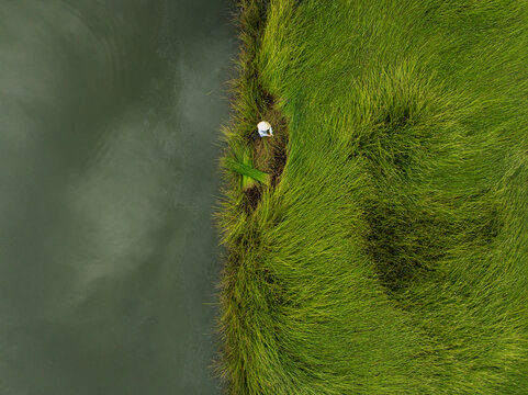 Aerial view of a solitary figure nestled on the edge where verdant marshland meets the tranquil waters, a study in contrasts, Hoi An, Quang Nam, Vietnam.