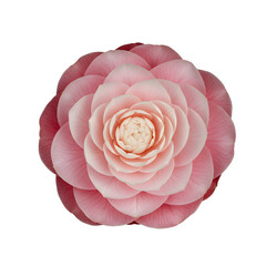 Close-up top view of a beautiful pink camellia blooming flower with delicate petals, showcasing its intricate structure and soft colors, isolated on a transparent background for versatile design.