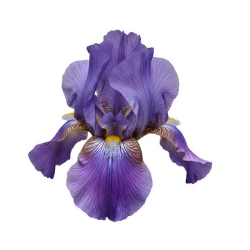 Vibrant blooming purple iris flower with intricate petal textures and yellow beard, isolated on transparent background for botanical floral design and elegant nature-themed creative projects.