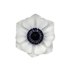 Elegant white anemone flower head featuring a deep black center and soft petals, perfectly isolated on a transparent background for professional floral design and botanical illustrations.