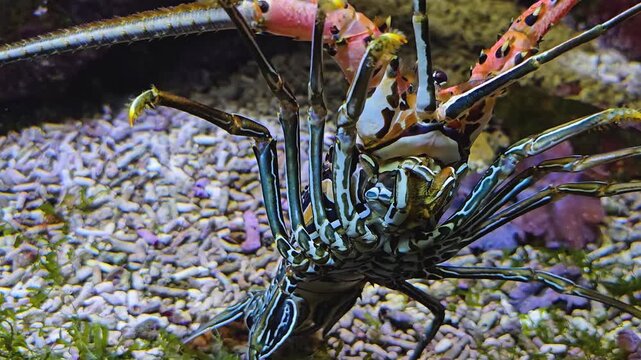 Close up of a colorful lobster standing up and moving around his legs on ther sea ground underwater