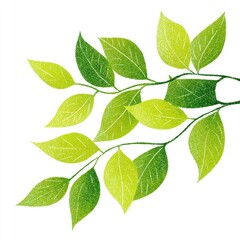 Fototapeta premium Green Leaves on Branch Illustration