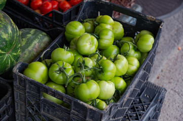 Unripe green tomatoes  in a plastic crate