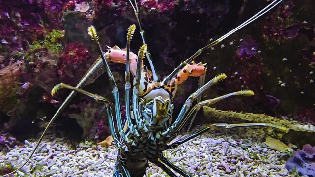 Close up of a colorful lobster standing up and moving around his legs on ther sea ground underwater