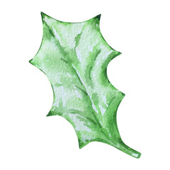Watercolor Holly leaf, Christmas floral illustration for holiday design.