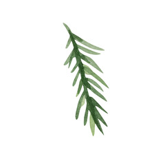 Watercolor spruce pine branch, Winter illustration for holiday design.