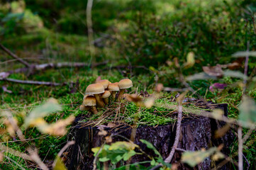 Wald Annenwalde Templin 03