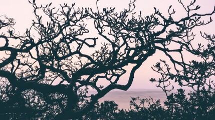Silhouette of a gnarled dry tree branches reaching upwards towards a soft pink and purple sky above a calm ocean