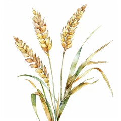 Watercolor wheat ear, hand drawn illustrations, isolated, bakery design, homemade baking
