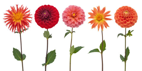 Five colorful dahlias flowers isolated isolated on a transparent background © zana