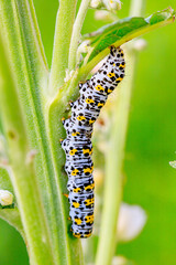 K&ouml;nigskerzen M&ouml;nch