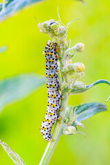 Königskerzen Mönch