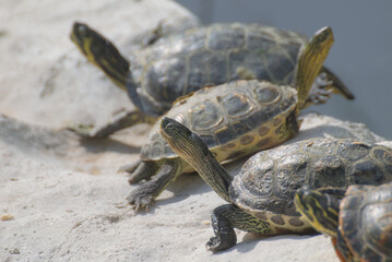 Fototapeta premium Napoli