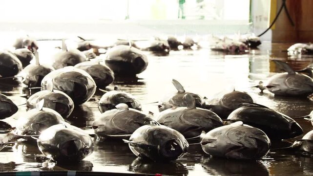 観光名所和歌山県の勝浦漁港のマグロ卸し市場のたくさんの新鮮なマグロと競り市の作業員たちの仕事風景