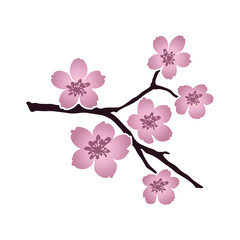 Pink cherry blossom flowers on a dark branch without background