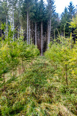 Wiederaufforstung im Mischwald