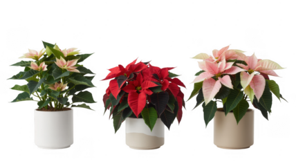 Three potted poinsettia plants potted plants flowers isolated on a transparent background
