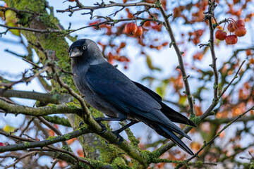 western jackdaw (Coloeus monedula) on the East Frisian island of Norderney, Germany