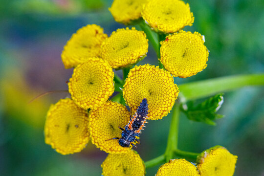 Marirenk&auml;ferlarve