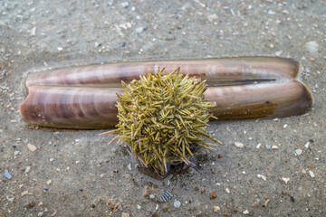 green sea urchin (Psammechinus miliaris) on the beach of the East Frisian island of Norderney, Germany