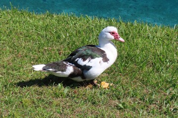 Muscovy duck at the pond in Florida nature
