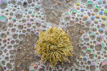 green sea urchin (Psammechinus miliaris) on the beach of the East Frisian island of Norderney, Germany