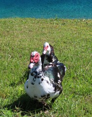 Muscovy ducks at the pond in Florida nature