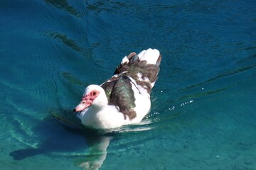 Muscovy duck swimming in the pond 