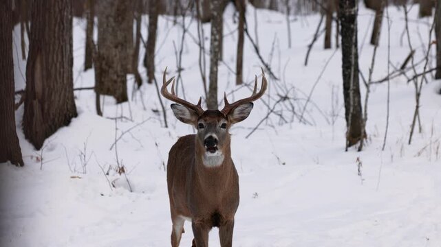 Close up of a whitetail deer (odocoileus virginianus) buck standing and looking at camera as he&rsquo;s chewing food and cud on the snow covered forest during winter in Wisconsin