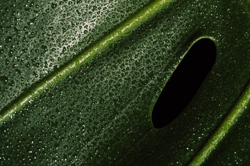 Macro water droplets on green monstera leaf surface. High quality photo