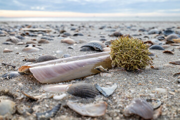 green sea urchin (Psammechinus miliaris) on the beach of the East Frisian island of Norderney, Germany
