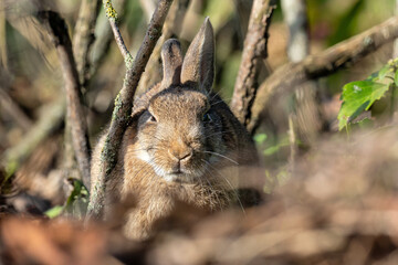European rabbit (Oryctolagus cuniculus) on the East Frisian island of Norderney, Germany