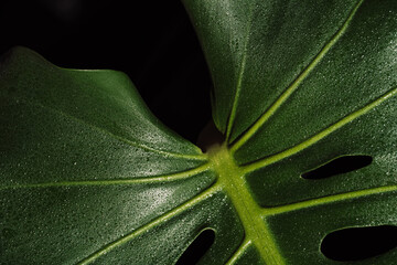 Green monstera foliage with wet glossy surface. High quality photo