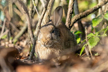 Fototapeta premium European rabbit (Oryctolagus cuniculus) on the East Frisian island of Norderney, Germany