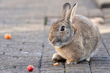European rabbit (Oryctolagus cuniculus) on the East Frisian island of Norderney, Germany