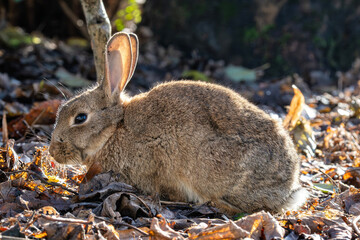 European rabbit (Oryctolagus cuniculus) on the East Frisian island of Norderney, Germany