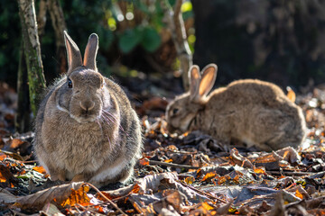 European rabbit (Oryctolagus cuniculus) on the East Frisian island of Norderney, Germany