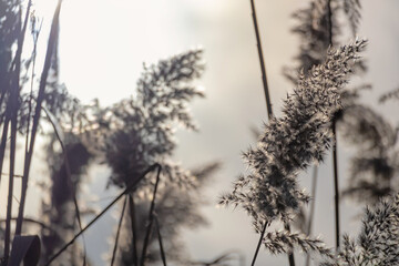 Obraz premium Dry Reed Seed Head Hanging Over Calm Lake in Late Autumn
