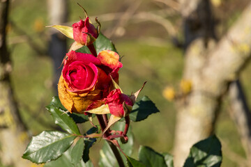Red rose flower with a lot of buds