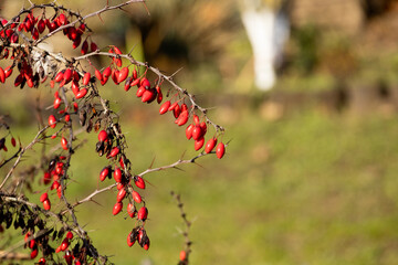 A Barberry bush with berries