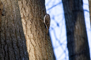 A common tree creeper (Certhia familiaris) on a tree trunk searching for food.
