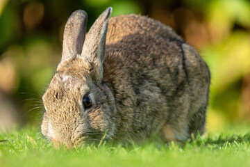 European rabbit (Oryctolagus cuniculus) on the East Frisian island of Norderney, Germany