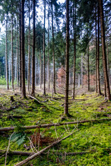 Viel Totholz in einem Fichtenwäldchen