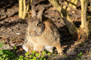European rabbit (Oryctolagus cuniculus) on the East Frisian island of Norderney, Germany